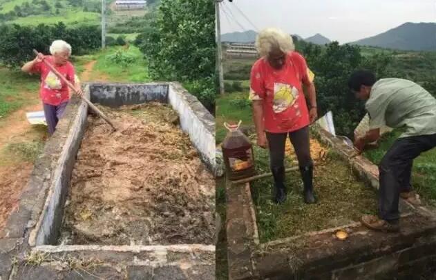 揭开酵素的神秘面纱,橙子酵素是什么