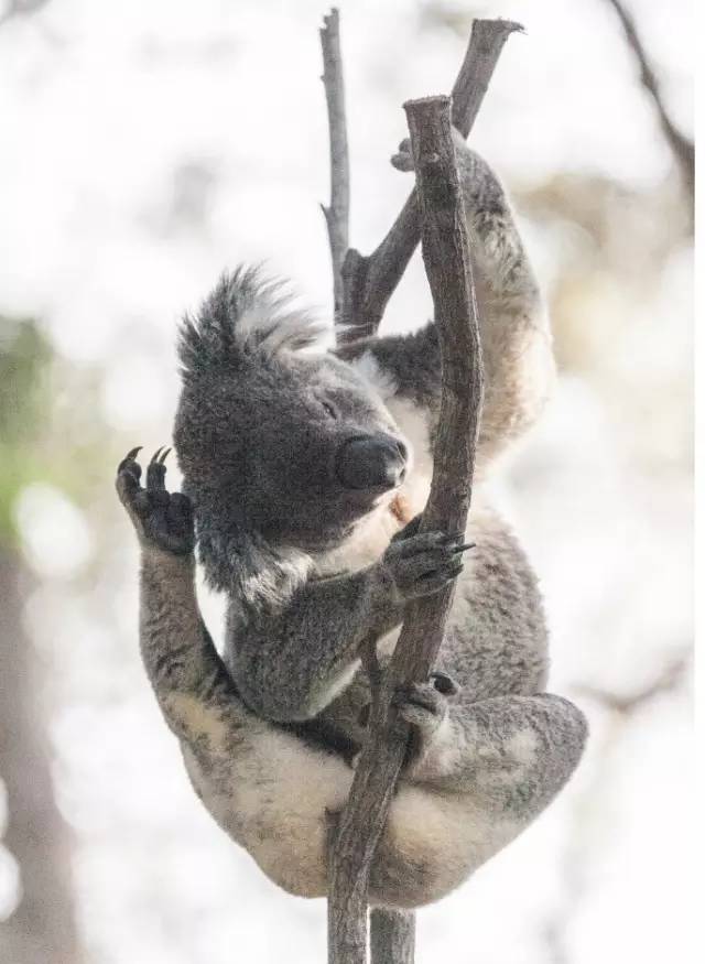 探路者斜挎包小包,探路者登山背包小包
