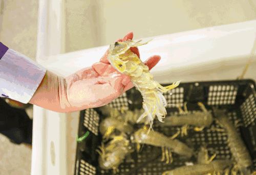 大连海洋馆搬运动物,大连海鲜搬运工