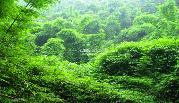 邛崃芦沟竹海风景区,邛崃平乐古镇竹海