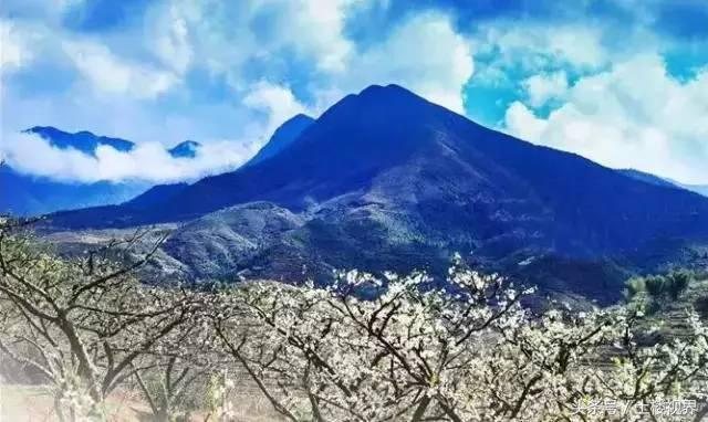 龙岩赏花景点,龙岩的花海