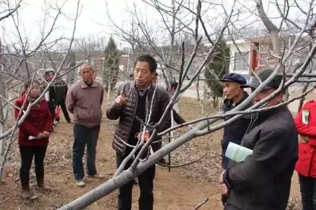 山核桃发展现状及对策,垦利开发区陈金海