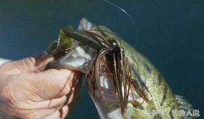 路亚钓鱼诱鱼技巧,路亚垂钓诱鱼技巧