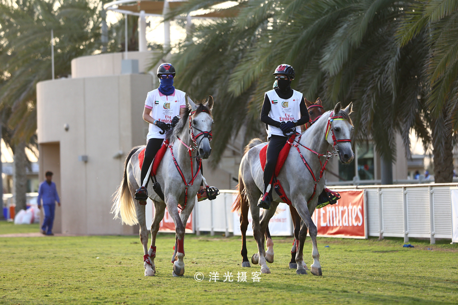 为什么迪拜土豪最有钱,真正的迪拜土豪