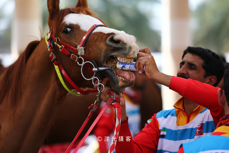 为什么迪拜土豪最有钱,真正的迪拜土豪