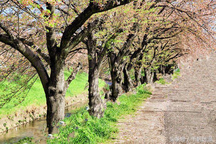 日本樱花祭，春风十里不如你