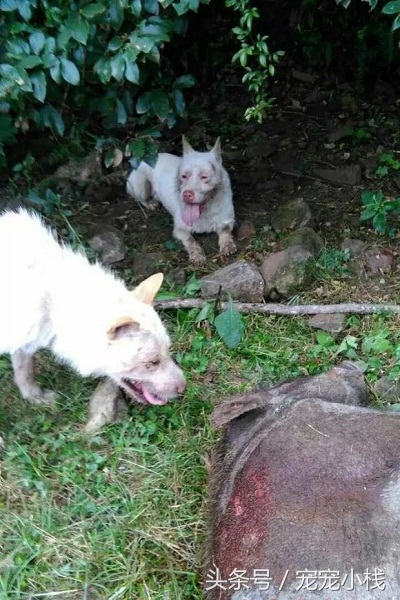 下司犬上山捕猎视频,正宗下司犬捕猎过程