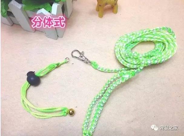 荷兰猪出门需要准备什么,荷兰猪可以独自待一个月