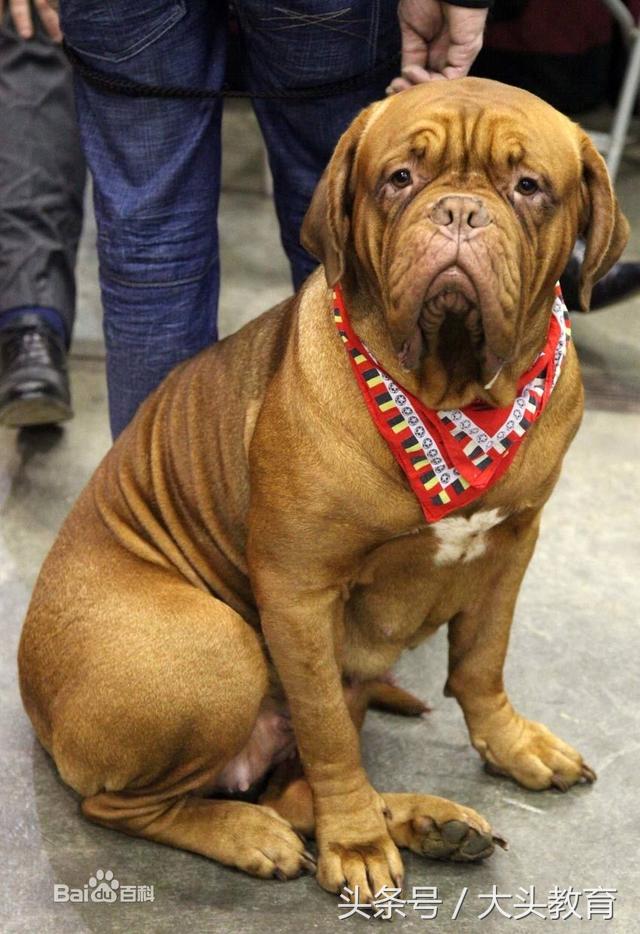 全球十大护卫犬排行榜,世界十大护卫犬排行榜图片