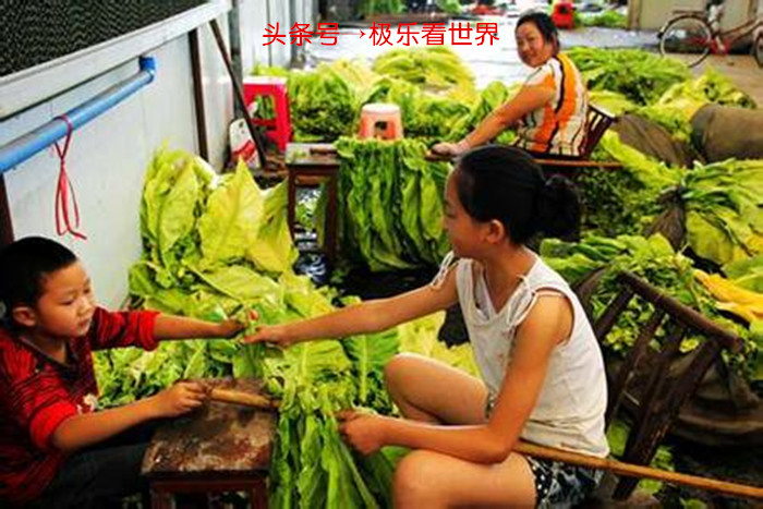 湖南哪里烤烟最多,湖南最大的烤烟基地