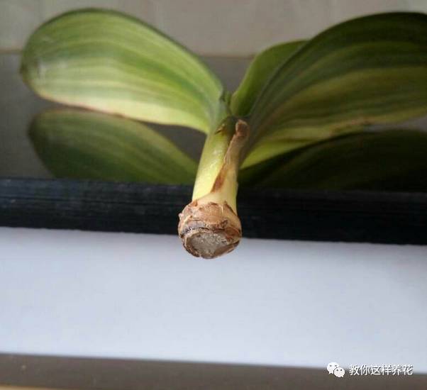 虎尾兰烂根后的花盆和土还能用吗,虎尾兰枯萎了