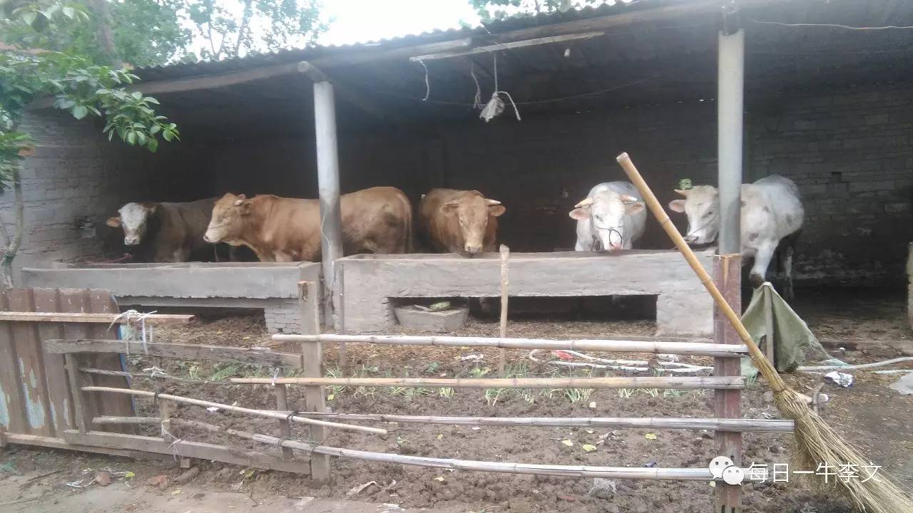 养牛的真实忠告,养牛4年的经验总结怎么写