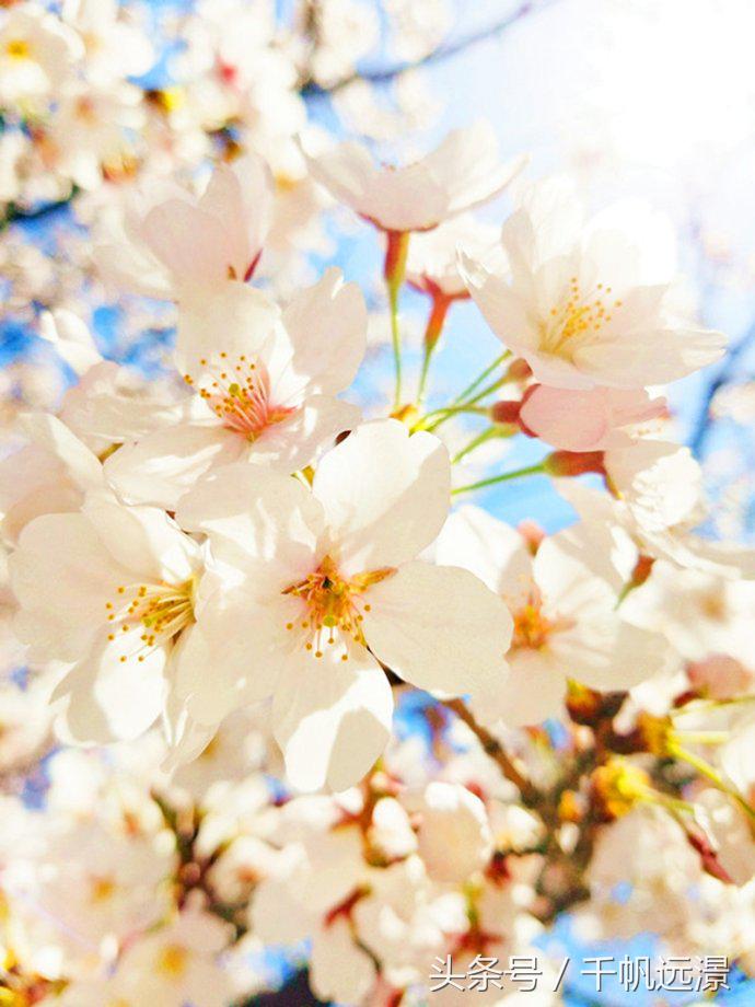 日本樱花祭，春风十里不如你