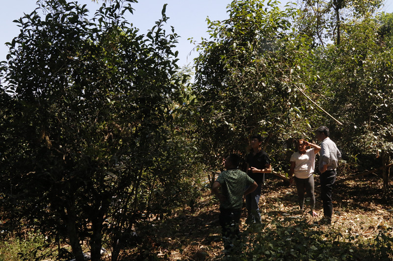 老茶章走进深山老寨—老曼娥
