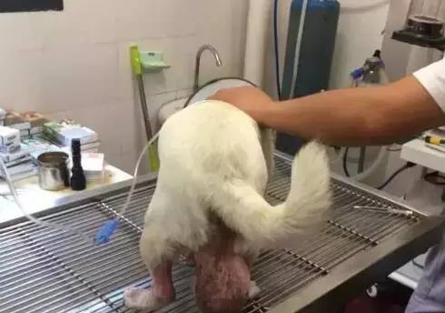 狗狗得了巨型肿瘤,老狗长出巨大肉球