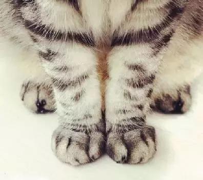 这么可爱的白手套，我能抱着摸一年！