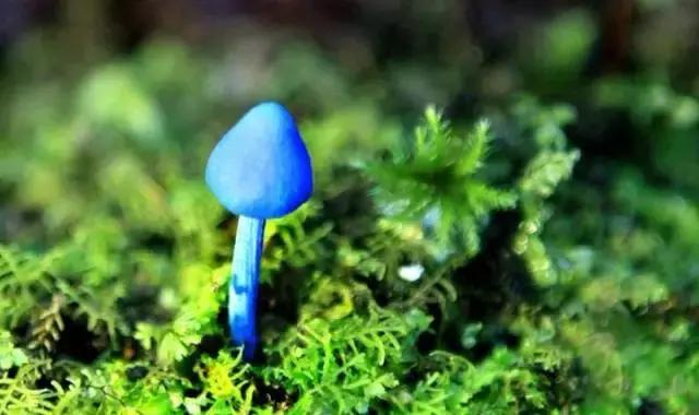 市场上真正放心的面膜,面膜市场的机会