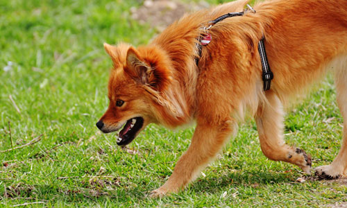 狗狗过敏性皮炎的治疗,狗狗皮炎怎么治疗最有效