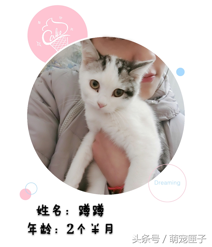 猫咪日常干架视频,猫咪日常萌炸时刻