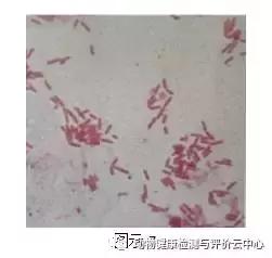 禽畜疾病实验室检测：常见细菌的分离鉴定（一）