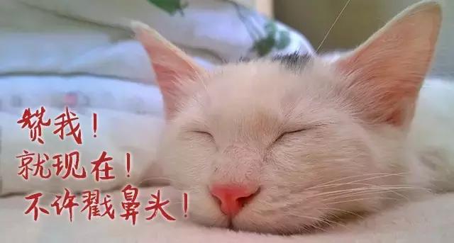 学习德语语法的app,德语学习appstore