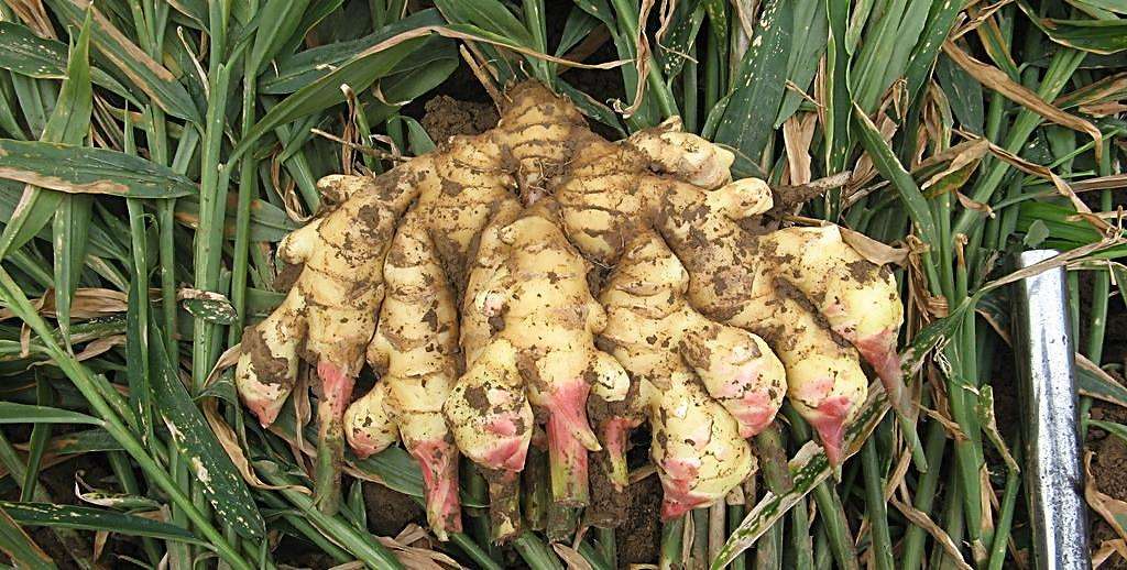 厨房里的东西能做什么吃的,厨房里的四种东西要少吃