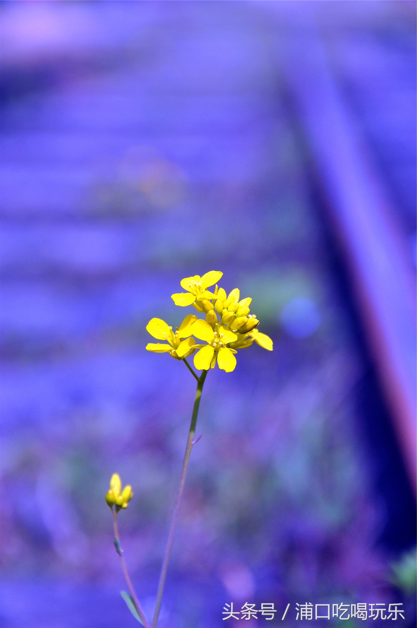 冶山矿业风情小镇,冶山风情小镇最新规划