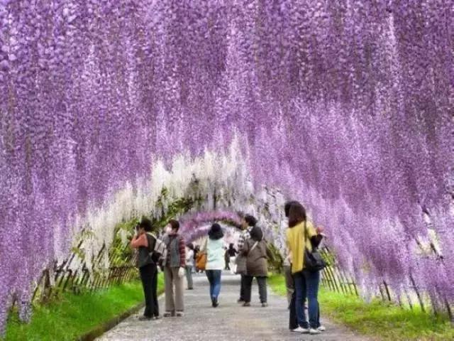 日本樱花之旅,日本紫藤之旅