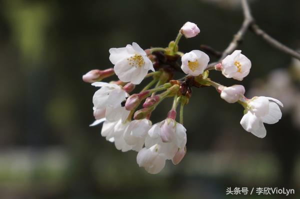 青岩|一盏清茶一抹暗香,一段黔南往事