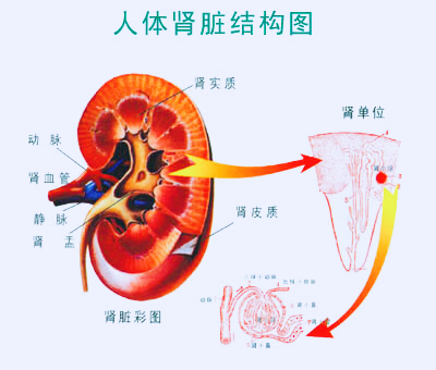 慢性肾衰健康指导,肾切除术后康复指导