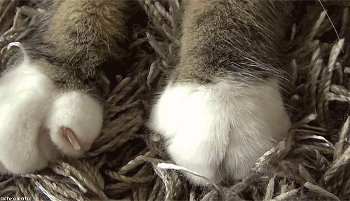 这么可爱的白手套，我能抱着摸一年！