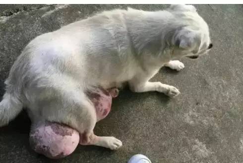 老狗长出巨大肉球,狗狗长了个小肿瘤
