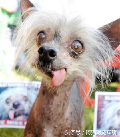 世界最丑的狗品种排名,长得最丑的狗叫什么