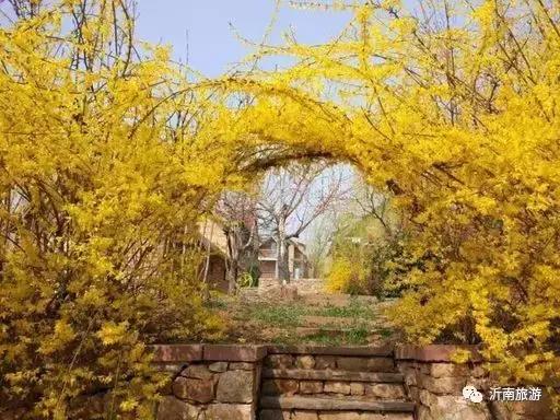 山东沂南秋日花海醉游人,沂南周边看梨花景点