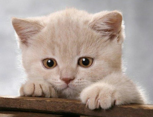 猫咪咬了除蚤项圈,猫咪除跳蚤项圈用法