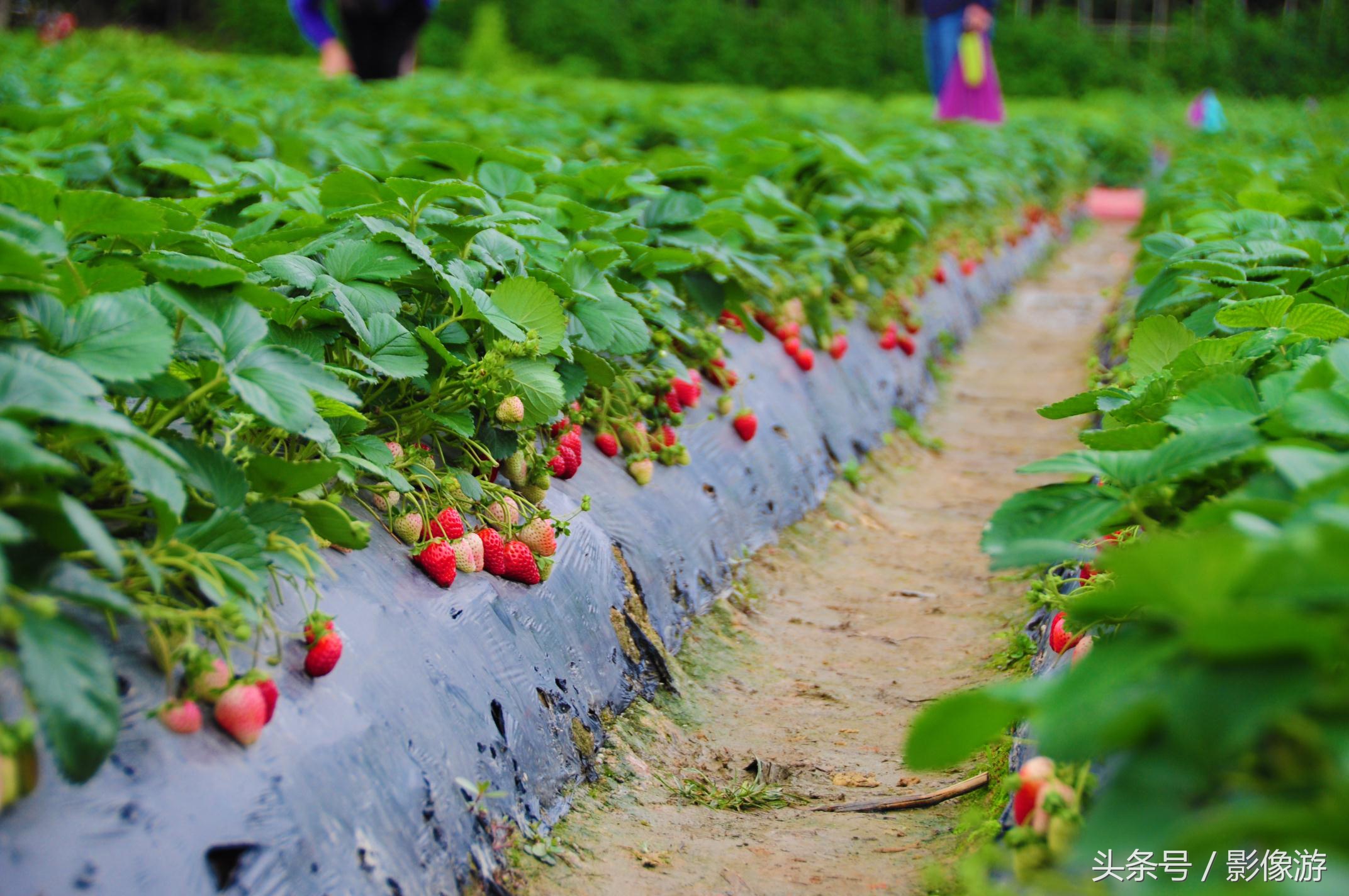 深圳观澜版画村地址,深圳清明踏青线路推荐