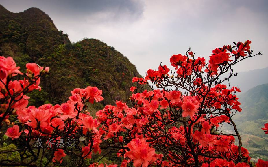 满山的杜鹃红艳艳纯音乐,满山杜鹃红艳艳