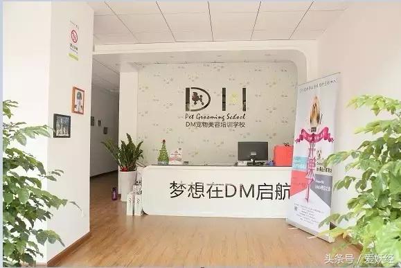 爱妖经养宠怎么玩,爱妖经