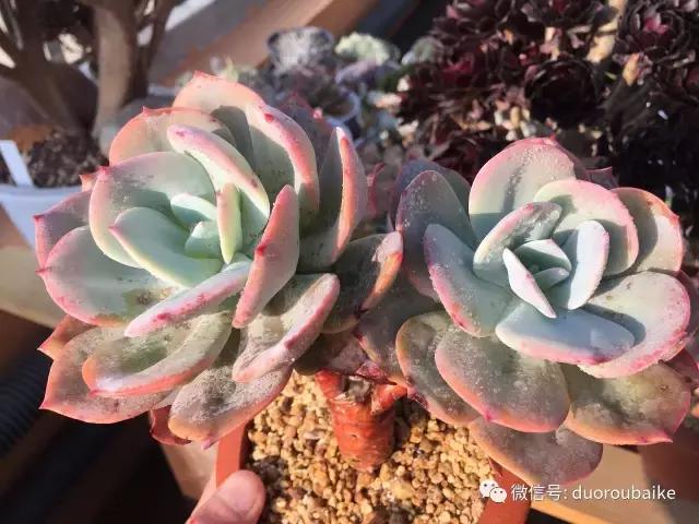 多肉为什么比较坑,多肉基础知识详解
