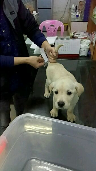 拉布拉多一个多月老是抖干呕,拉布拉多咳嗽得厉害有什么好办法