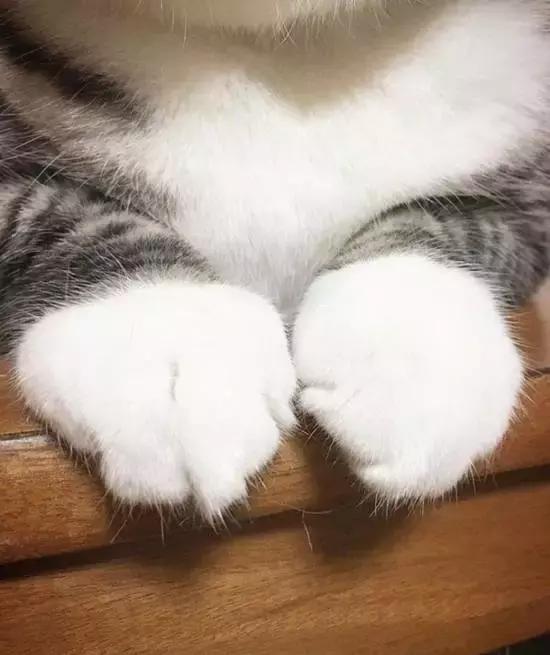 这么可爱的白手套，我能抱着摸一年！