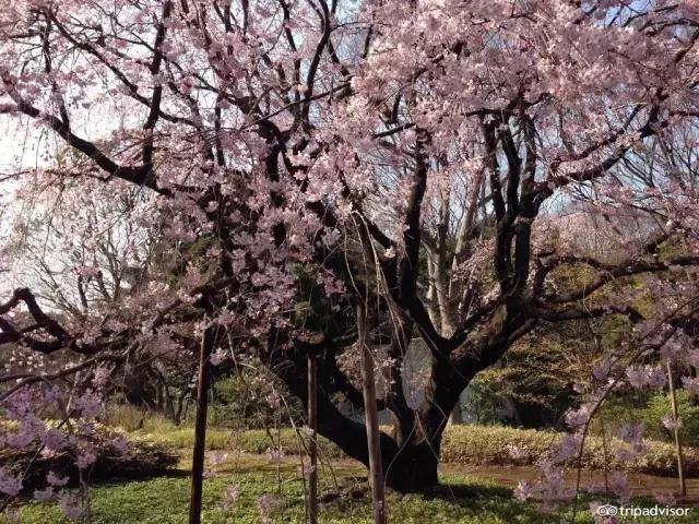 正逢樱花烂漫,何必远行带上这份攻略带你去赏樱
