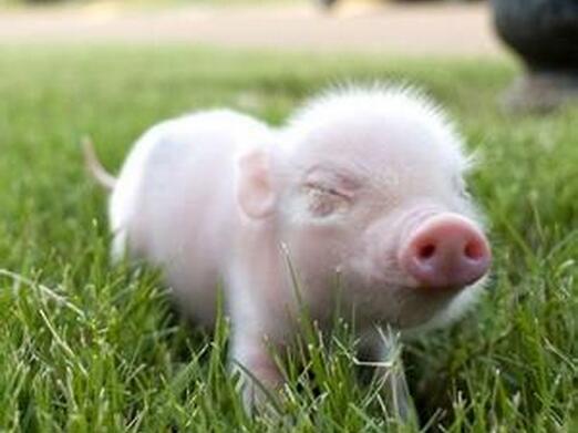 属猪的人起名字禁忌,2007年属猪取什么名字好