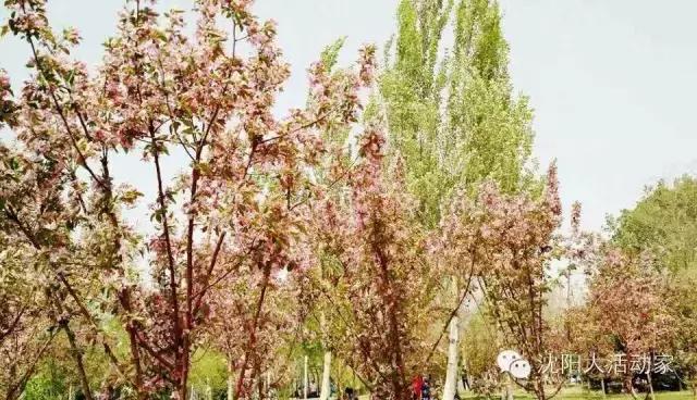 沈阳周边有什么踏青的好地方,沈阳野餐露营的好地方