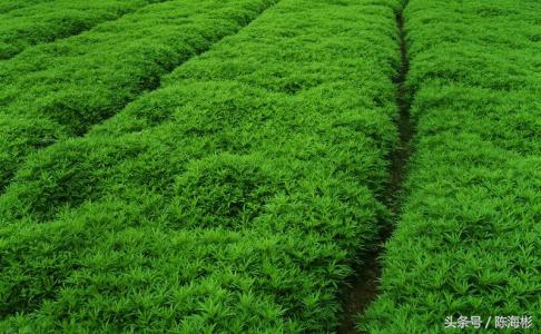 农村20个创业路子,无本创业22种方法农村