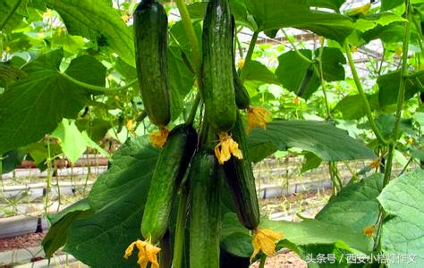 三年级作文夸家乡500字,二年级夸家乡作文150字