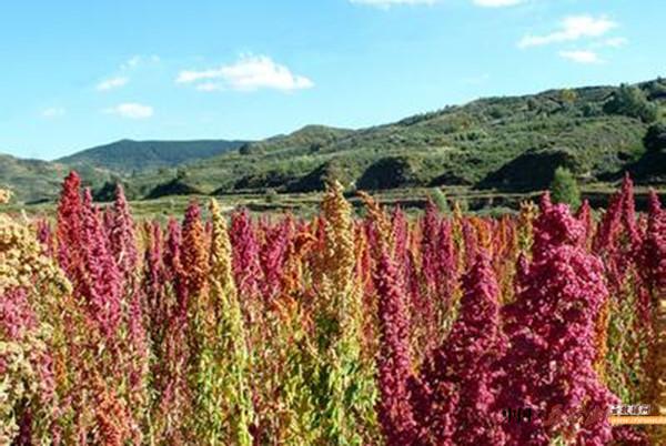 五台山旺季人流量是多少,四月上旬游五台山是旺季吗