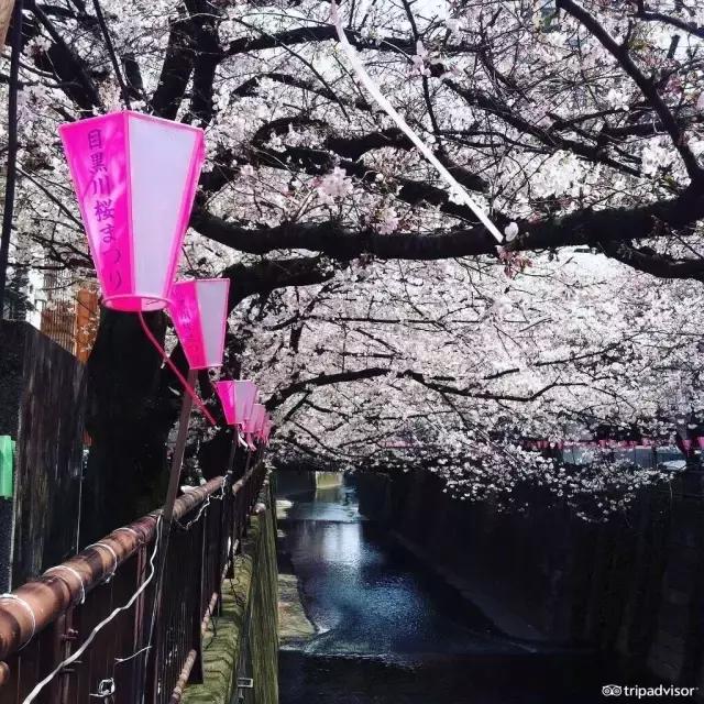 正逢樱花烂漫,何必远行带上这份攻略带你去赏樱