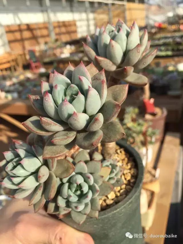 多肉为什么比较坑,多肉基础知识详解