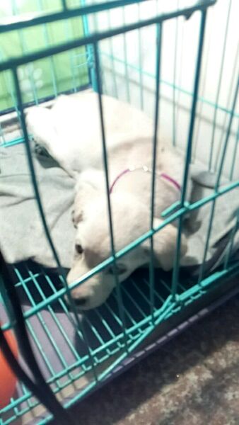 拉布拉多一个多月老是抖干呕,拉布拉多咳嗽得厉害有什么好办法